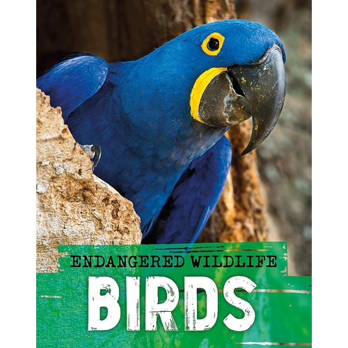 BIRDS