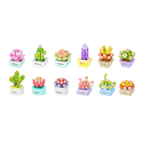 Succulent potted plants